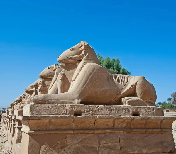 卢克索卡诺克神庙外的大街上 一排排古代埃及公绵羊头颅狮身人面像 — 图库照片