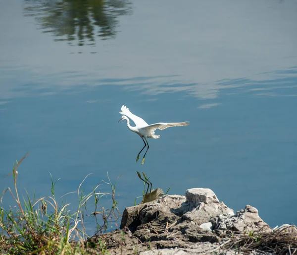 Mały Żołędź Egretta Garzetta Dziki Ptak Lądujący Trzcinach Płytkiej Wodzie — Zdjęcie stockowe