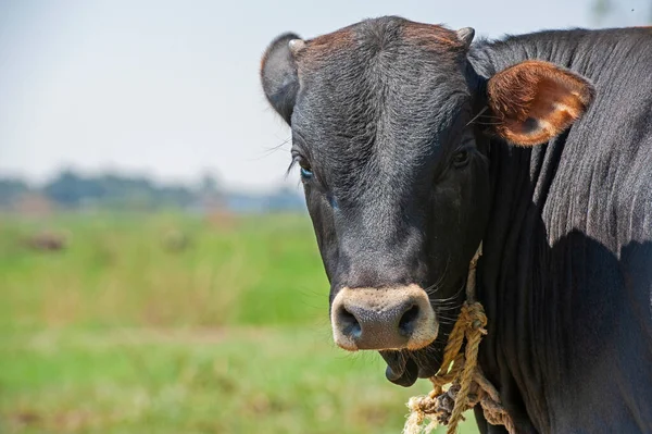 Détail Rapproché Montrant Tête Vache Bétail Égyptienne Africaine Domestique Dans — Photo