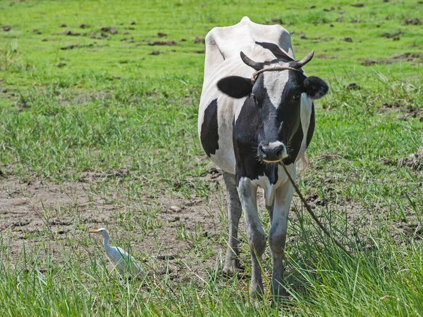 Vaca Doméstica Gado Egípcio Africano Campo Rural Campo Campo Cenário — Fotografia de Stock