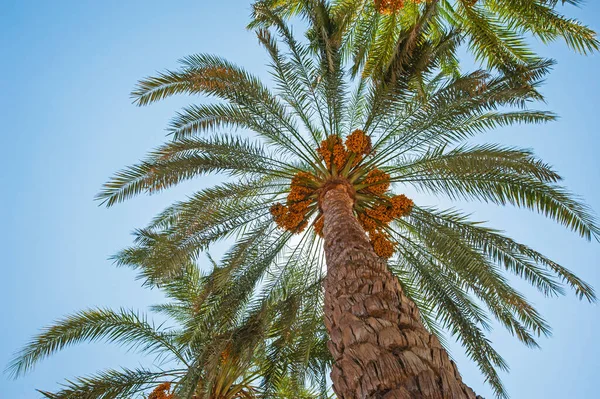 有果实的高大大枣棕榈树凤蝶向蓝天背景俯瞰的摘要 — 图库照片