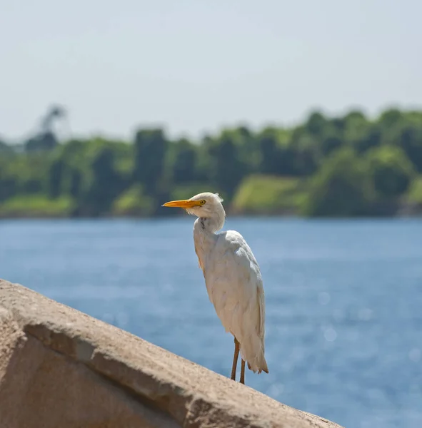 牛イビス野鳥が川を背景に田園風景の中に岩の上に立っていた — ストック写真