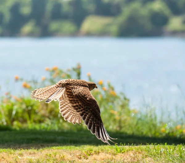 Vilde Kvindelige Fælles Kestrel Flyvende Græs Park Eng Med Flod - Stock-foto