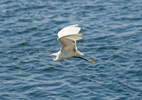 Pequena Egretta Garzetta Pássaro Selvagem Voando Sobre Água Grande Rio — Fotografia de Stock