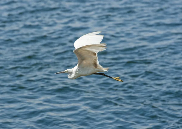 大きな川の水の上を飛ぶ小さな挨拶の挨拶のガルゼッタ野生の鳥 — ストック写真