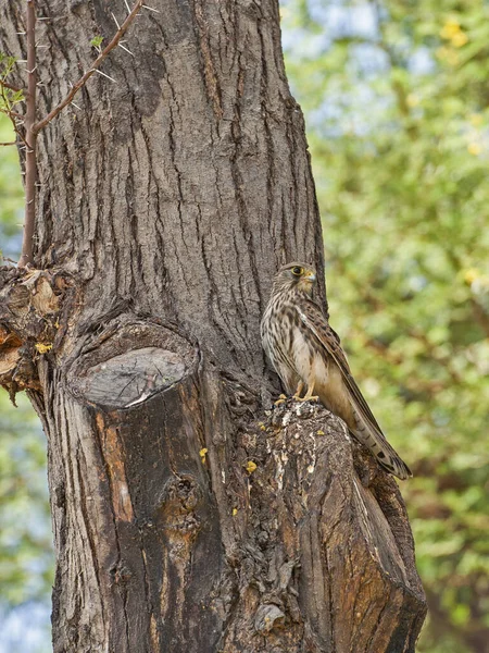 Cernícalo Común Hembra Salvaje Posado Tronco Árbol Caza Alimentos —  Fotos de Stock