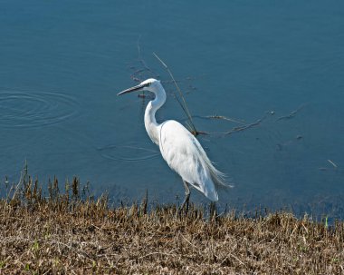 Küçük balıkçıl garzetta vahşi kuş nehir kıyısının sığ sularında durdu.