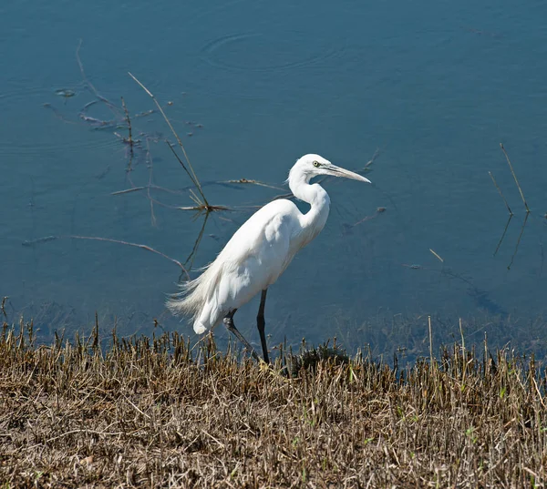 Liten Egretta Garzetta Vild Fågel Stod Vid Grunt Vatten Flodbanken — Stockfoto