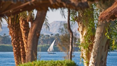 Geleneksel Mısırlı felluca nehir teknesi Nil 'de ön planda ağaçlarla yol alıyor.