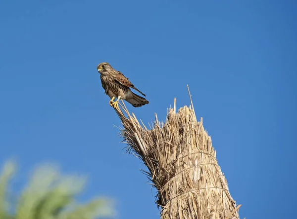 Wild Female Common Kestrel Perched Top Straw Stack Hunting Food — Stock Photo, Image