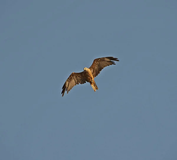 在蓝天背景下飞行的野生黑色风筝 — 图库照片