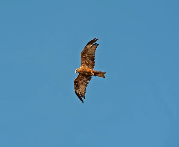 在蓝天背景下飞行的野生黑色风筝 — 图库照片