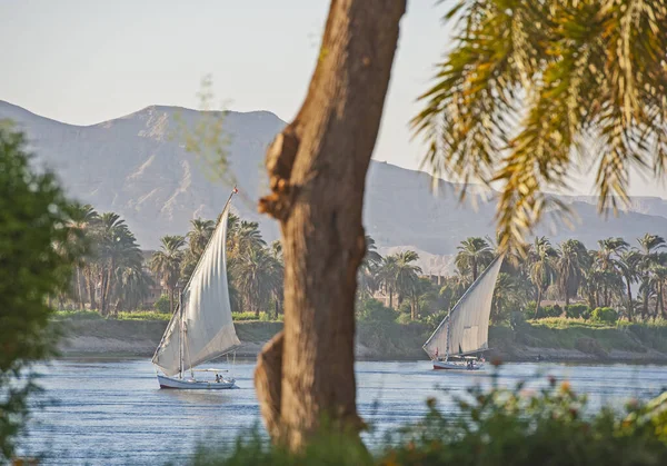 Традиционные Египетские Феллука Речная Лодка Парусный Спорт Нилу Деревьями Переднем — стоковое фото