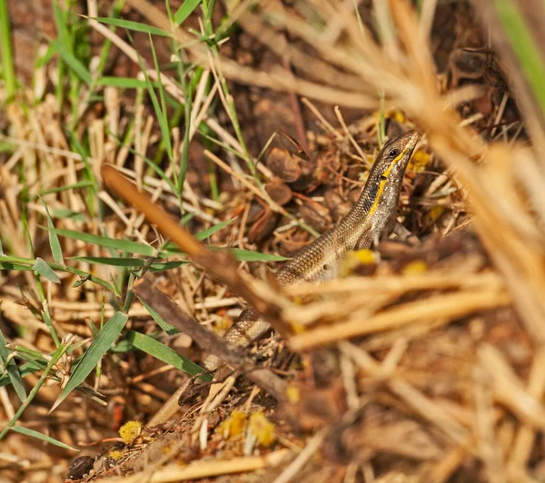 Närbild Blå Tailed Skink Ödla Gömmer Sig Marken Bland Gräs — Stockfoto