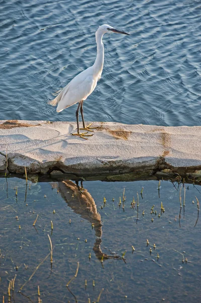 Pequeña Garzetta Egretta Garzetta Pájaro Salvaje Estaba Roca Aguas Poco —  Fotos de Stock