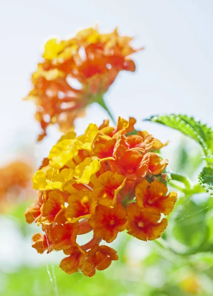 乡村花园中一朵黄色和橙色的拉塔纳花的特写 拉塔纳卡马拉 背景为白色 — 图库照片