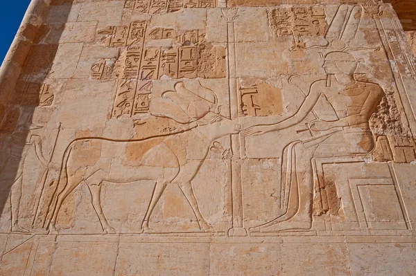 ルクソールのハットシェットアップの古代エジプトの寺院で壁に象形彫刻や絵画 — ストック写真