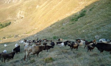 Yeşil alan çevresindeki inekler, çiftlik, manzara