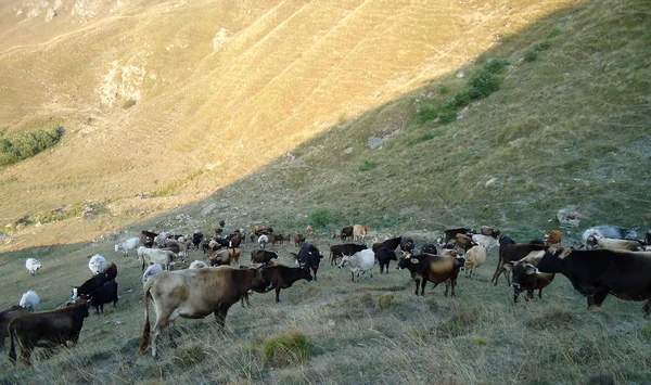 Yeşil alan çevresindeki inekler, çiftlik, manzara