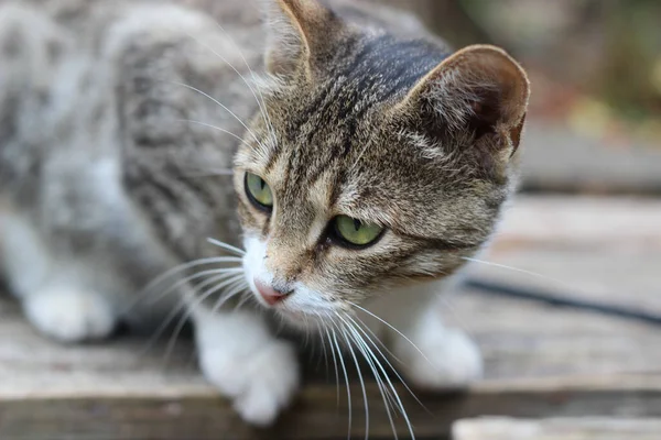 Kattens Ögonblick Katter Slickar — Stockfoto