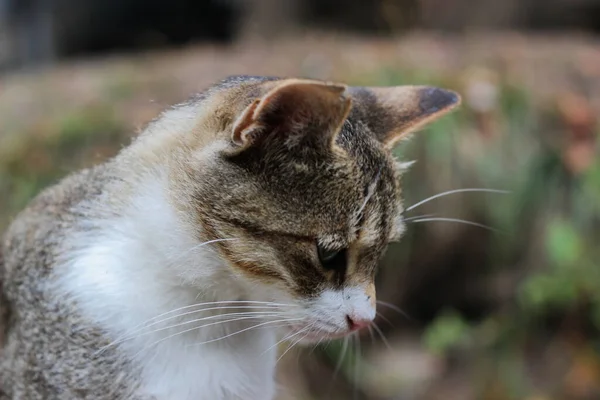 猫的时刻 猫舔猫 — 图库照片