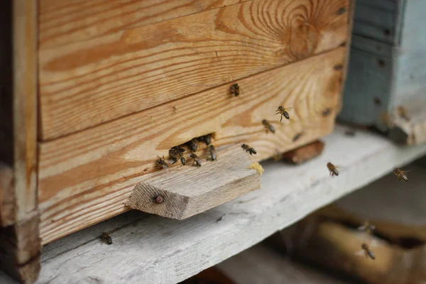 Bijen Apis Mellifera Europese Westerse Honingbij Geïsoleerd Wit Spanwijdte — Stockfoto