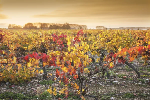 Vineyard in the south of france — Stock Photo, Image