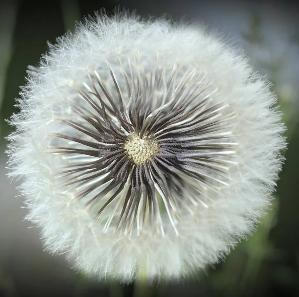 Cerca de la flor de diente de león —  Fotos de Stock