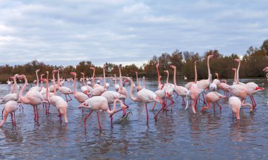 flamingolar grup alacakaranlıkta