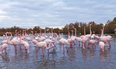 flamingos group at dusk clipart