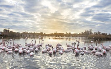 flamingolar grup alacakaranlıkta
