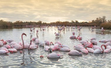 flamingolar grup alacakaranlıkta
