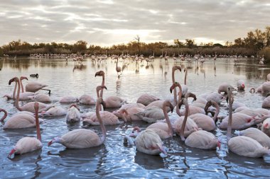 flamingolar grup alacakaranlıkta