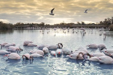 flamingolar grup alacakaranlıkta