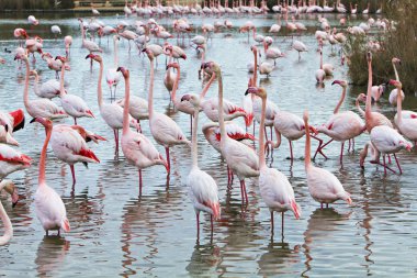 birçok flamingolar göl'besleme