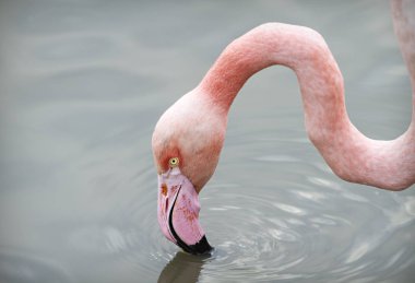 Flamingo'nın kafasına yakın çekim