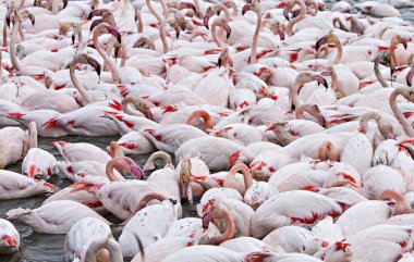 birçok flamingolar göl'besleme