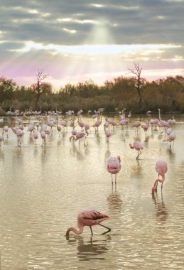 flamingolar grup alacakaranlıkta