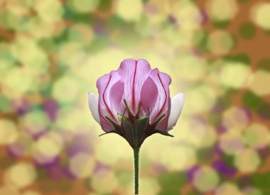 Pembe güzel çiçek