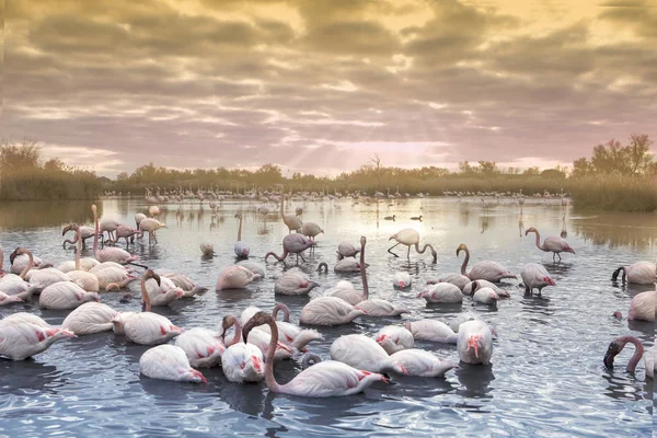 flamingolar grup alacakaranlıkta