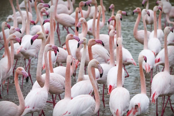 birçok flamingolar göl'besleme