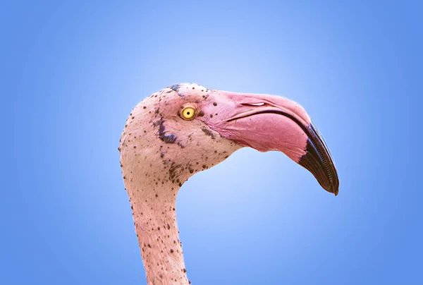 Chef för flamingo — Stockfoto