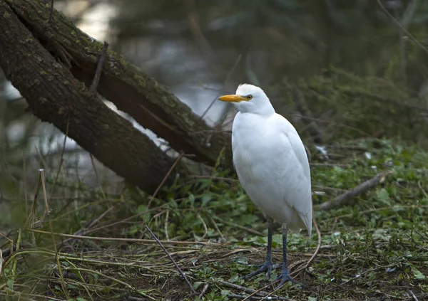 Nestling hvide kvæg egret - Stock-foto