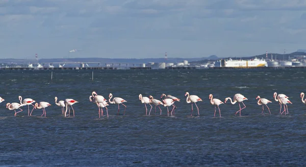 Rad av flamingos — Stockfoto