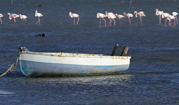 Flamingos och båt — Stockfoto