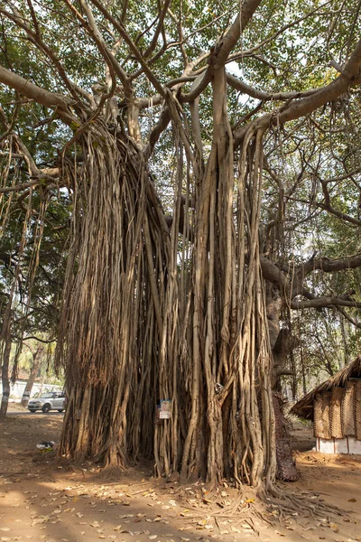 Sacro banyan nel sud dell'India Fotografia Stock