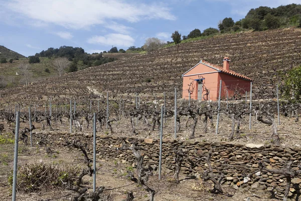 Vineyard in collioure inthe south of france — Stock Photo, Image