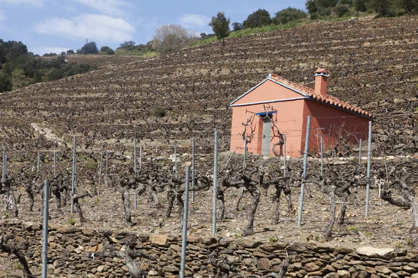 Vineyard in collioure inthe south of france — Stock Photo, Image