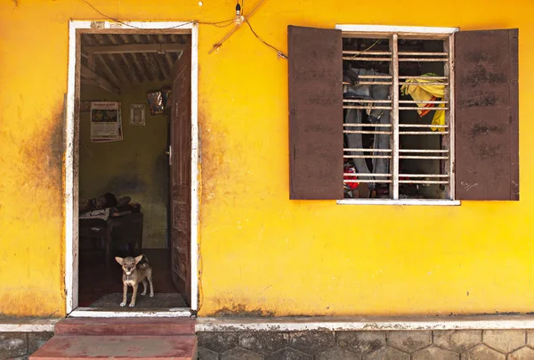 Сторожевой пёс держит жёлтый дом — стоковое фото