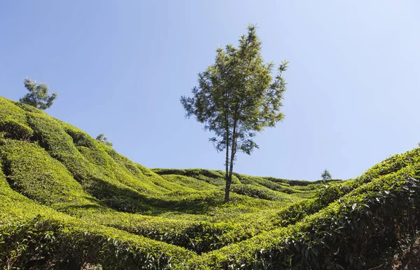 Piantagioni di tè nel sud dell'India — Foto Stock